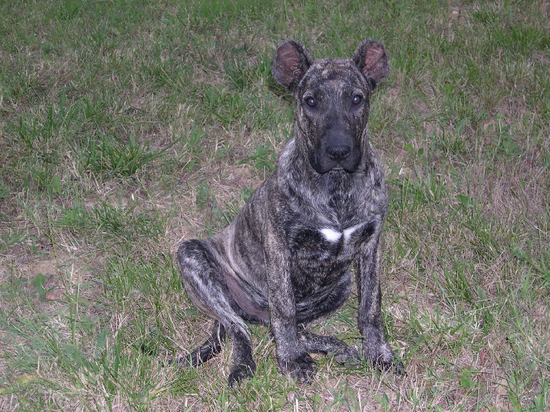 Publication : du domaine de Dalfinat 