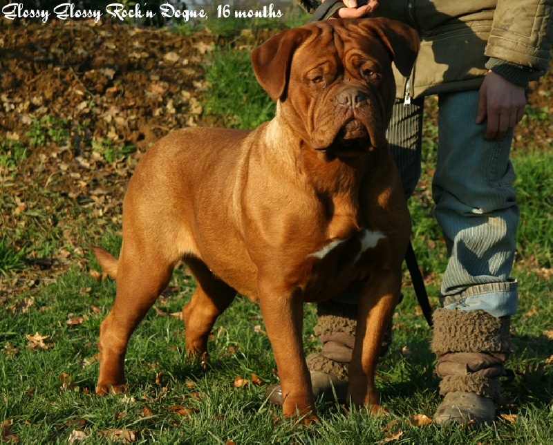 Glossy glossy Rock'n Dogue