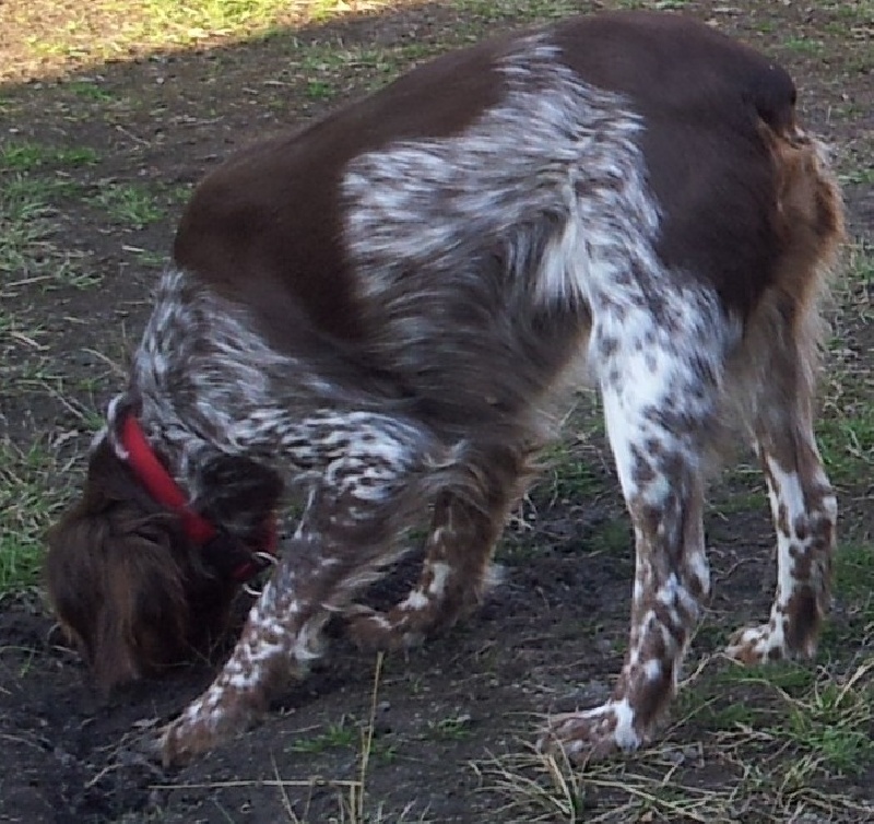 Etoile du Marais de Saintonge