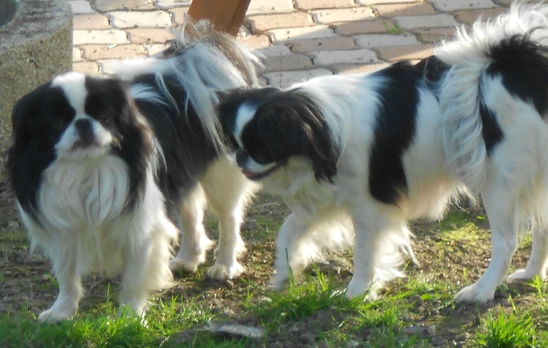 Elfy de la drome provencale