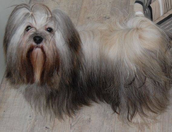 Publication : Kyichu-Kyi Auteur : Kyichu-Kyi