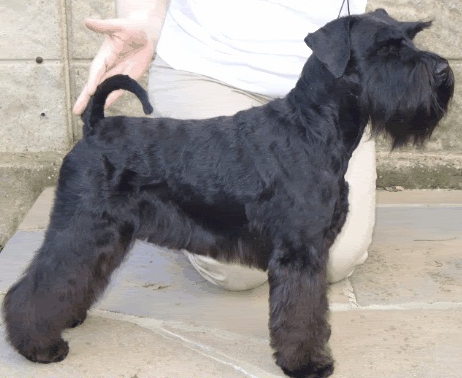 silversocks Shape up with baloubet