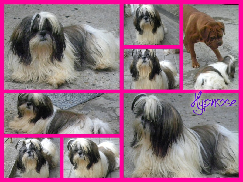 Publication : De La Lyre D'apollon 