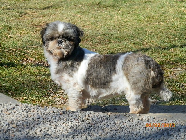 Eternelle-rabouine-shan des Cavaliers de Canine Country