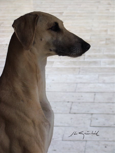 CH. Chams al dins el arabi Of love arab beauty