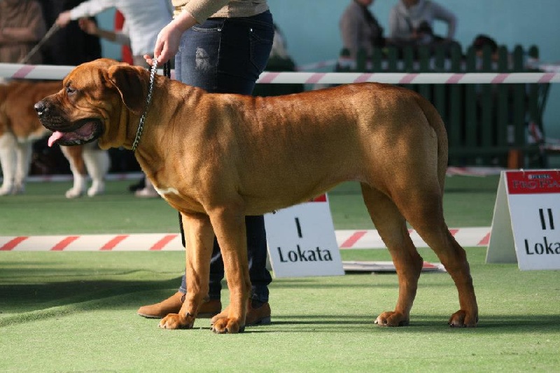 CH. Crystal ja-na (Sans Affixe)