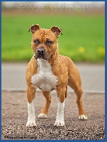 Étalon American Staffordshire Terrier - Eros de la maison d este