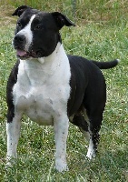 Étalon American Staffordshire Terrier - CH. Jr. Shining Spirit