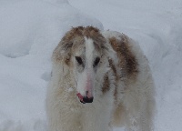 Étalon Barzoi - H'kaminka de l'hermitage d'eole