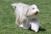 Étalon Bearded Collie - elvin's cottage Geena lee