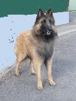 Étalon Berger Belge - Garris des loups de la forêt sacrée