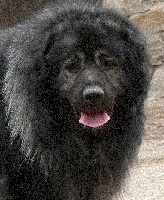 Étalon Berger Yougoslave de Charplanina - CH. Baïko Des hauts de malforêt