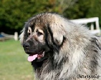 Étalon Berger Yougoslave de Charplanina - Banyuls Des hauts de malforêt