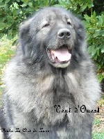 Étalon Berger Yougoslave de Charplanina - CH. Vent d'ouest Des hauts de malforêt