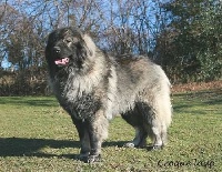 Étalon Berger Yougoslave de Charplanina - CH. Croque loup Des hauts de malforêt