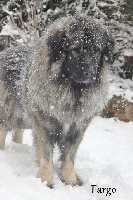 Étalon Berger Yougoslave de Charplanina - CH. Fargo du clos de lune