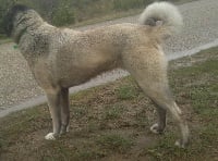 Étalon Berger Kangal - Fogou de la Forêt des Quatre Seigneurs