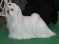 Étalon Bichon maltais - CH. Icon of twinkle white star