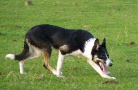 Étalon Border Collie - Hell Des Sauges Bergères