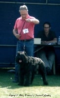 Étalon Bouvier des Flandres - Étoile des Dunes Nordiques