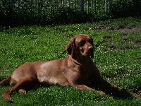 Étalon Braque hongrois à poil court (Vizsla) - Gigi De L'Abbaye Sainte Berthe