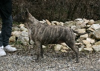 Étalon Bull Terrier - Gandouasa sourniero lou Prouvencaou