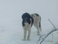 Étalon Cao de Gado Transmontano - Haikido D'estrelboss