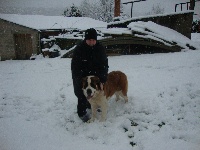 Étalon Chien du Saint-Bernard - Gessy des Côteaux Lauragais