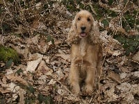 Étalon Cocker Spaniel Anglais - Wyndhill Flora