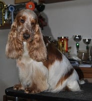 Étalon Cocker Spaniel Anglais - Goldy hawn d'Al Ma Mour