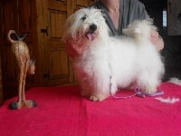 Étalon Coton de Tulear - Fidgi D'ivandry