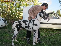 Étalon Dogue allemand - CH. Chateureyon-a Di Shakir House