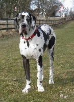 Étalon Dogue allemand - Slettemosegård Galla