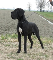 Étalon Dogue allemand - Lully Dazelia