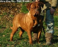 Étalon Dogue de Bordeaux - Glossy glossy Rock'n Dogue