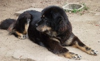 Étalon Dogue du Tibet - Dunaï du domaine de Toundra