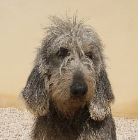 Étalon Griffon nivernais - Gengis khan du roc d'Eden