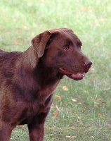 Étalon Labrador Retriever - Gribouille (Sans Affixe)