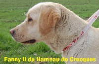 Étalon Labrador Retriever - Fanny 2 du Hameau de Crecques