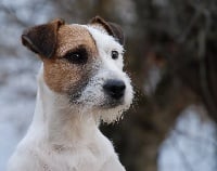 Étalon Parson Russell Terrier - CH. Goliath of jack and co.