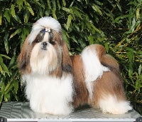 Étalon Shih Tzu - CH. Lashalimar Fire storm