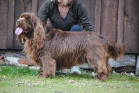 Étalon Sussex Spaniel - Emmett brown du Mas Tchou Pitchoum