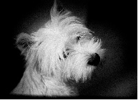 Étalon West Highland White Terrier - Dream story Flora