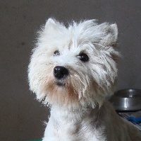 Étalon West Highland White Terrier - Galaxy du domaine Midlands