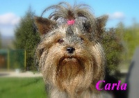 Étalon Yorkshire Terrier - Carla de la Rosellina