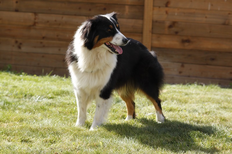 Cherlee apache du Domaine D'Arinella Bianca