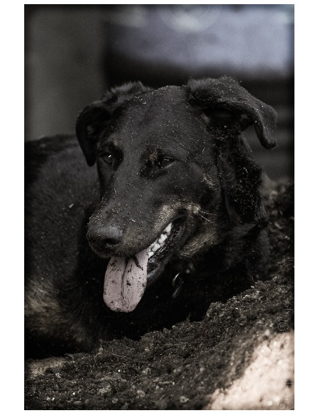 Publication : Magnus Canis Niger Auteur : Magnus Canis Niger