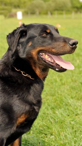 Vega Des loups du coin de la fontaine