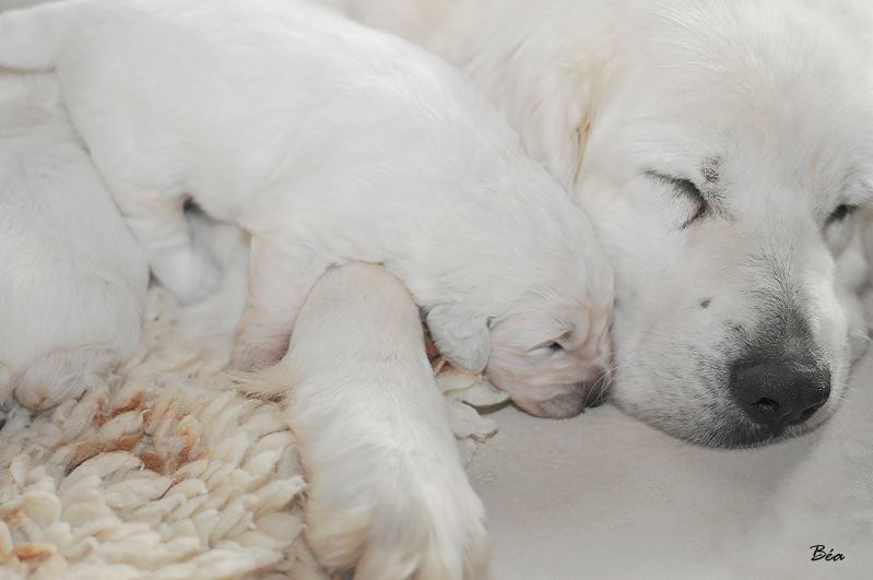 Publication : De kaillhanes 