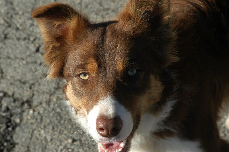 Publication : Lytoux's Spirit 